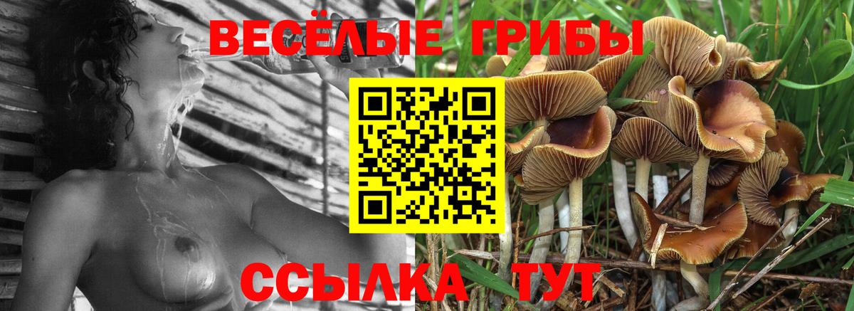Дубна  Псилоцибиновые грибы MAGIC MUSHROOMS  Вход с VPN 